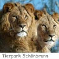 Tiergarten Schönbrunn Löwe ü Löwe im Tiergarten Schönbrunn