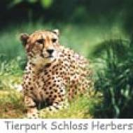 Tierpark Schloss Herberstein Gepard ü Kindergeburtstag Tierpark Schloss Herberstein