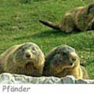 Alpenwildpark Pfänder