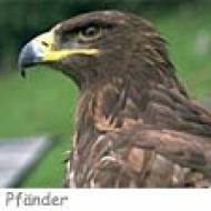 Adlerwarte Pfänder