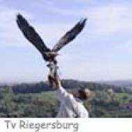 Riegersburg Greifvogel ü Greifvogel Flugvorführung Riegersburg