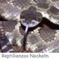 Reptilienzoo Nockalm ü Reptilienzoo Nockalm