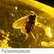 Felsenmuseum Bernstein fossiles Gold ü Felsenmuseum Bernstein Sonderausstellung "Fossiles Gold"