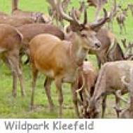 Wildpark Kleefeld Hirsch ü Wildpark Kleefeld zahmer Hirsch