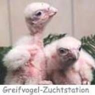 Greifvogel Zuchtstation Hagenbachkl. ü Greifvogel Zuchtstation Hagenbachklamm