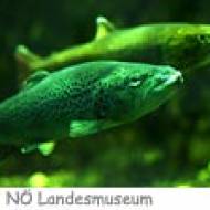 Niederösterreichisches NÖ Landesmuseum