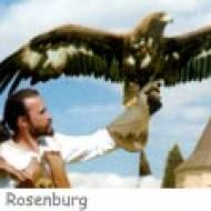 Rosenburg Greifvogel ü Schloss Rosenburg Greifvogel