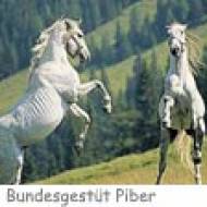 Piber ü Lipizzaner im Gestüt Piber