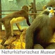 NHM ü Naturhistorisches Museum