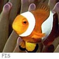 Kinderklub Nemo ü Kindergeburtstag mit Nemo im Kinderclub