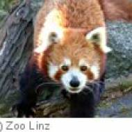 Zoo Linz ü Zoo Linz - Tierpark beim Pöstlingberg