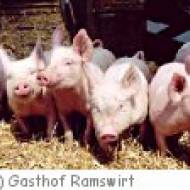 Ramswirt Streichelzoo und Bullenschau ü Ramswirt Streichelzoo und Bullenschau