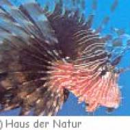 Haus der Natur lebende Tiere