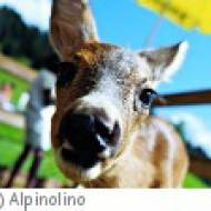 Alpinolino m Alpinolino