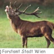 Lainzer Tiergarten: Tiere ü Lainzer Tiergarten Tiere