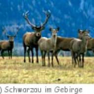 Tiergehege im Naturpark Schwarzau ü Tiergehege im Naturpark Schwarzau