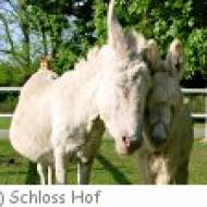 Der barocke Meierhof - Tiere auf Schloss Hof