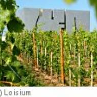 Loisium - die Welt des Weins in Langenlois ü Loisium - die Welt des Weins in Langenlois