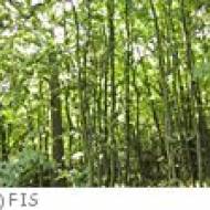Wald 8 ü Wald