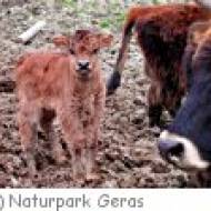 Tiere im Naturpark Geras ü Tiere im Naturpark Geras