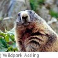 Wildpark Assling m Wildpark Assling