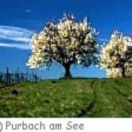 Kirschblütenradweg um Purbach am Neusiedlersee ü Kirschblütenradweg um Purbach am Neusiedlersee