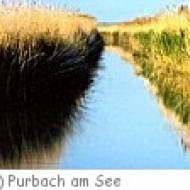 Schilflehrpfad in Purbach am See ü Schilflehrpfad in Purbach am See