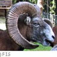 Wildpark Gemse m Wildpark Feldkirch