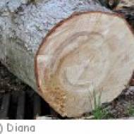 Holz ü Holz
