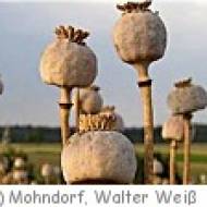 Mohndorf Armschlag