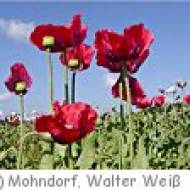 Mohndorf Armschlag Blüte ü Mohndorf Armschlag
