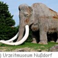 Nussdorf Urzeitmuseum