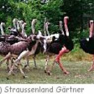 Straussenland Gärtner ü Straussenland Gärtner