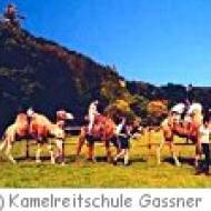 Weiten Kamelreitschule ü Weiten Kamelreitschule