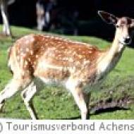 Wildgehege in Achenkirch Wildgehege in Achenkirch