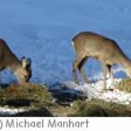 Wildfütterung in Lech Wildfütterung in Lech