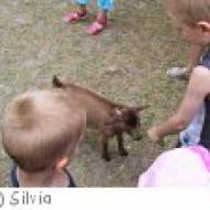 Streichelzoo Möcklebur in Dornbirn Streichelzoo Möcklebur in Dornbirn