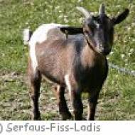Streichelzoo Möseralm/Fiss in Serfaus-Fiss-Ladis