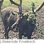 Krumbach: Wanderung zum Wildgehege Krumbach: Wanderung zum Wildgehege