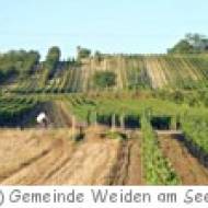 Weinwanderweg in  Weiden am See