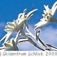 Alpenpflanzenlehrpfad am Kreuzjoch in Fulpmes Alpenpflanzenlehrpfad am Kreuzjoch in Fulpmes