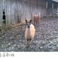 Streichelzoo beim Gasthaus zur Tenne in Bad Tatzmannsdorf Streichelzoo beim Gasthaus zur Tenne in Bad Tatzmannsdorf