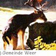 Wildgehege am Seabl in Weer Wildgehege am Seabl in Weer