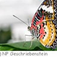 Schmetterlingslehrpfad in Markt Neuhodis