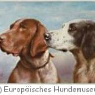 Europ. Hundemuseum im Kloster Marienberg, Mannersdorf Europ. Hundemuseum im Kloster Marienberg, Mannersdorf