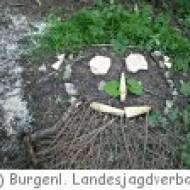 Werkstatt Natur bei Marz im Burgenland Werkstatt Natur bei Marz im Burgenland