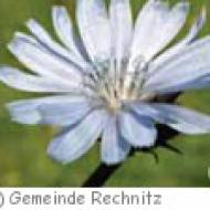 Bachblüten-Kraftpark im Schlosspark Rechnitz Bachblüten-Kraftpark im Schlosspark Rechnitz