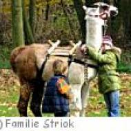 Lamawanderung in Donnerskirchen