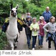Lamawanderung zum Kindergeburtstag in Donnerskirchen Lamawanderung zum Kindergeburtstag in Donnerskirchen