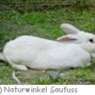 Naturwinkel Saufuss in Minihof-Liebau Naturwinkel Saufuss in Minihof-Liebau